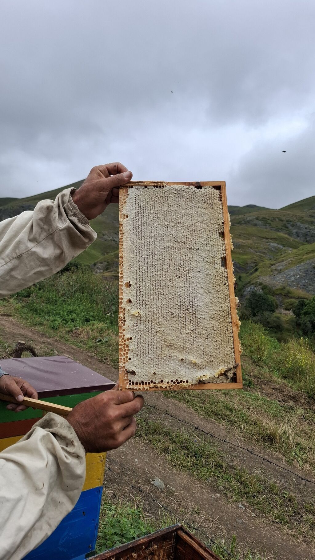 Kəlbəcər Şan Balı Təbii şan balının saf dadını və dağ florasının — Qida məhsulları, Digah (5)