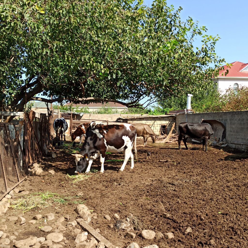 1 ltr --1 m 50 qəpik ( Süd ) 3 kq balon --4 m 50 qəpik (qatiq) 600 qr — Qida məhsulları, Bakı (3)