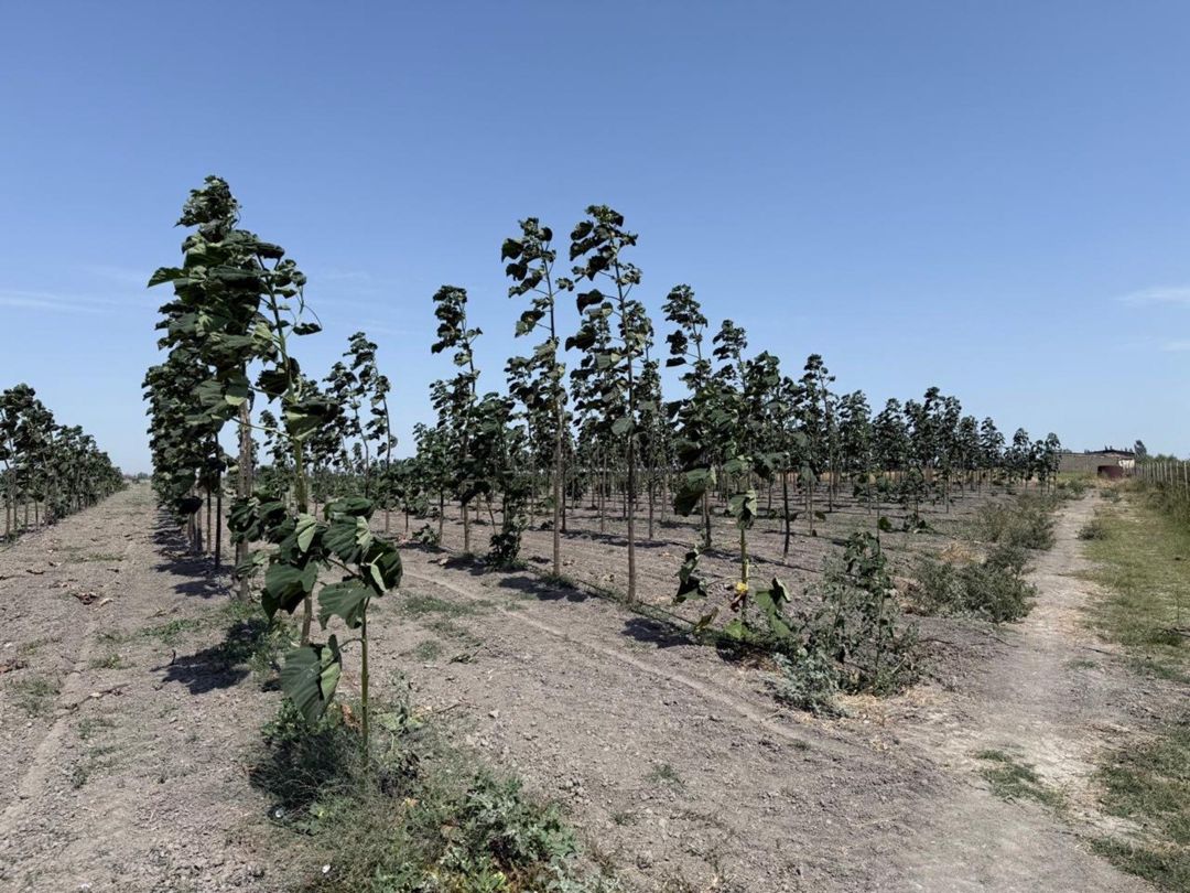 Satılır torpaq 2000 sot — Torpaq, Şabran