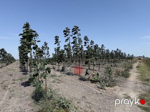 Satılır torpaq 2000 sot