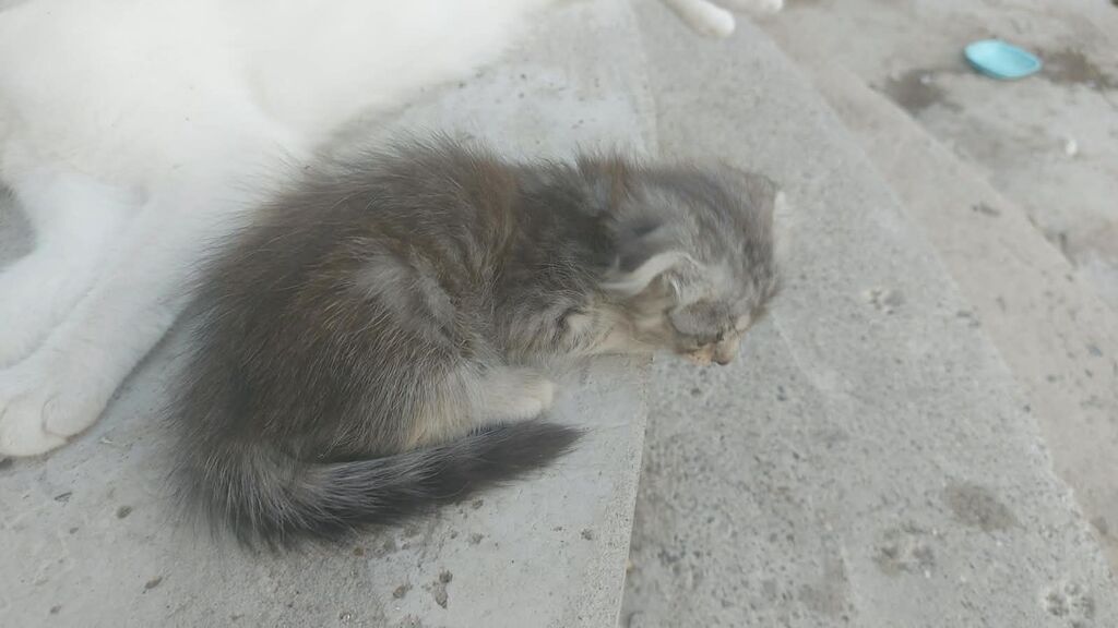 Yaxşı əllərə — Pişiklər, Bakı (10)