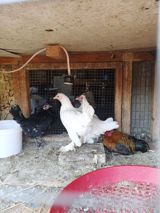Toyuq, Damazlıq — Chickens and roosters