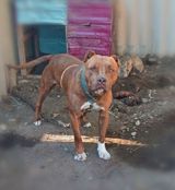 Pitbul, 1 yaş 2 aylıq, Erkek — Pitbull