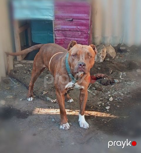 Pitbul, 1 yaş 2 aylıq, Erkek — Şəmkir