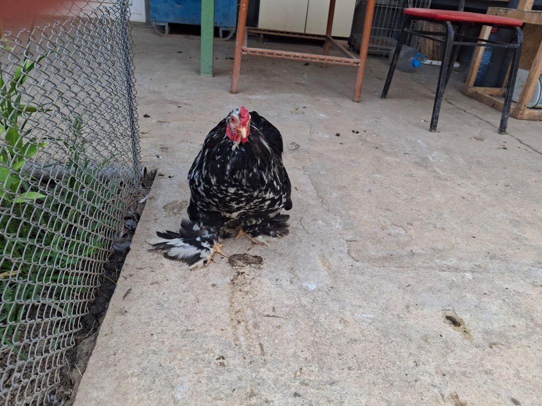Mottled Koxin xoruzu — Quşlar, Gəncə (3)