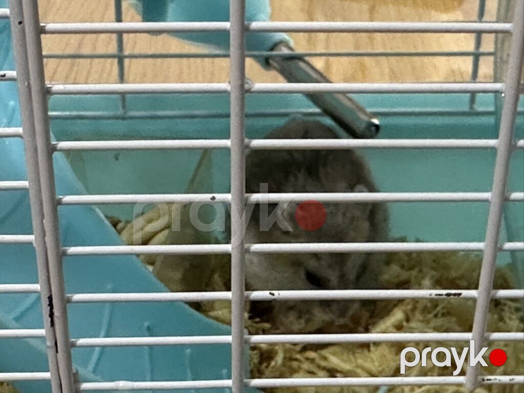 Hamster üçün iki mərtəbəli qəfəs – mavi/ağ Icinde bir eded hemster — Qəfəslər, Bakı (10)