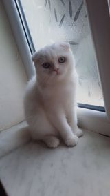 Şotland, Dişi — Кошки
