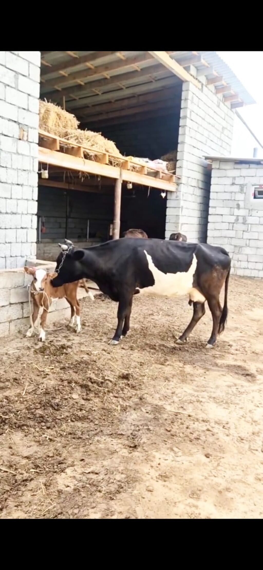Satılır inək və yanında bala. Qara-ağ rəngli, süd istiqamətli — Heyvanlar, İsmayıllı (3)