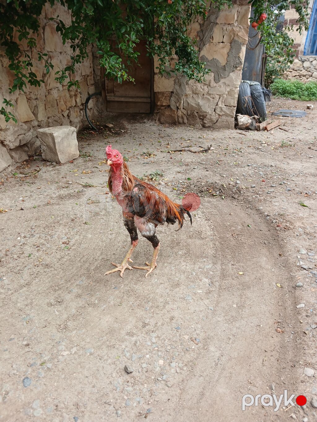 Bir gözü kör xoruz satılır — Toyuq və xoruz, Gəncə (4)
