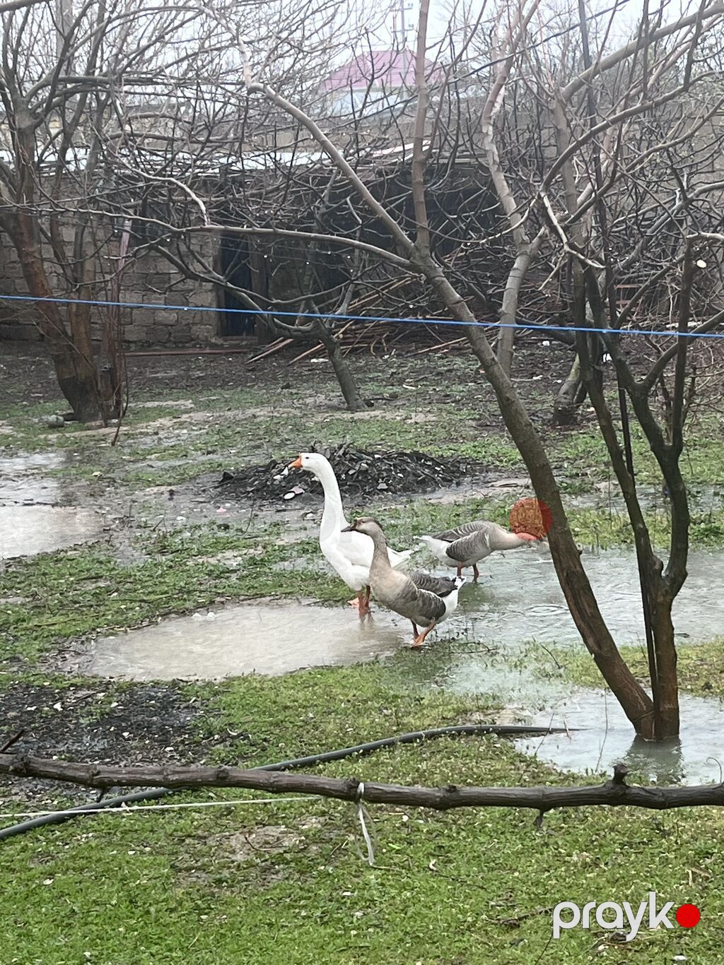 3 ədəd linda qazı satılır yumurtalıq və ətlik olarağ süper heyvanlardı — Heyvanlar, Digah (6)