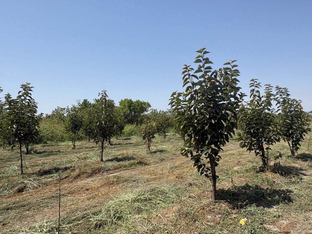 170 sot torpaq sahəsi, Göyçay r. — Torpaq, Göyçay (5)