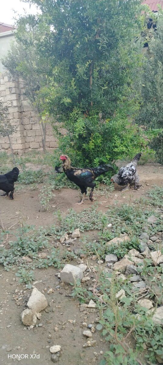 Cücələr — Quşlar, Bakı (5)