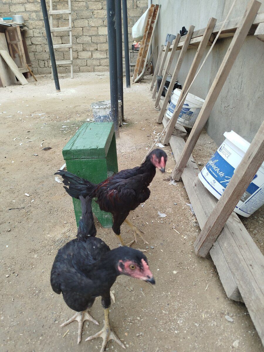 Heyratı beçə — Quşlar, Bakı (5)