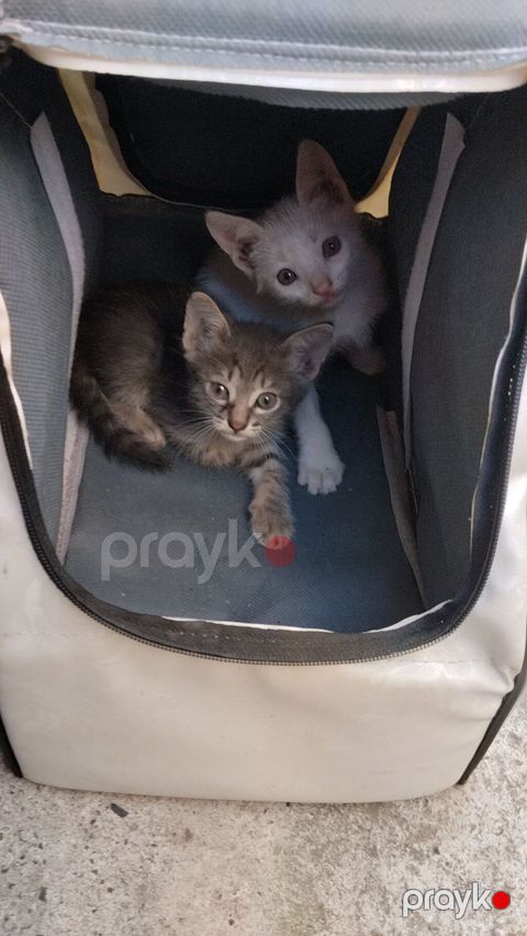 Pulsuz verilir отдам котят в добрые руки, бесплатно. Три самца, котята — Friends