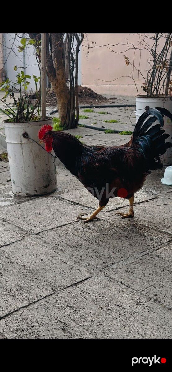 Mayalı redisland yumurtası — Quşlar, Bakı (5)