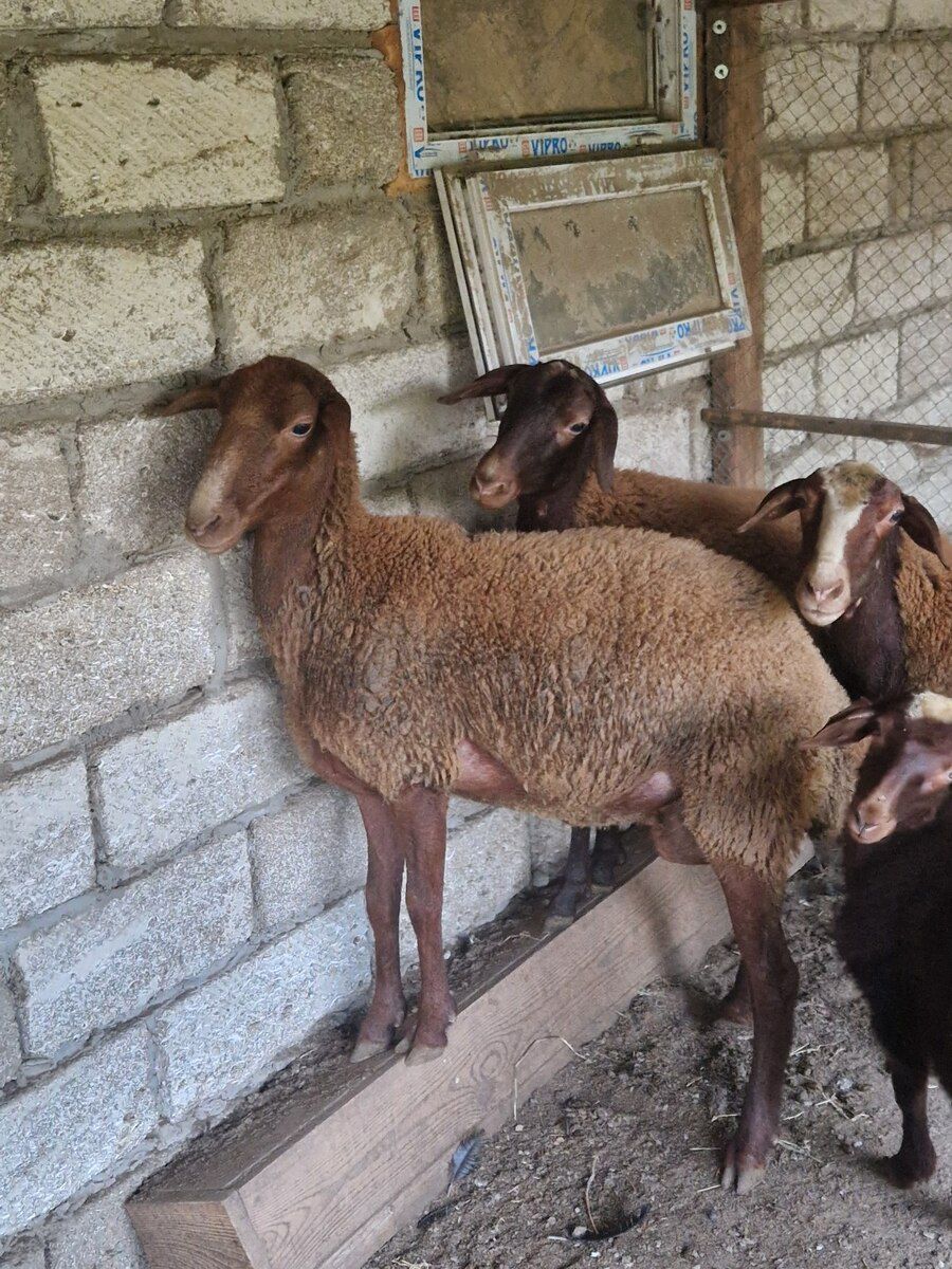 Qala qoyunları — Heyvanlar, Bakı (2)