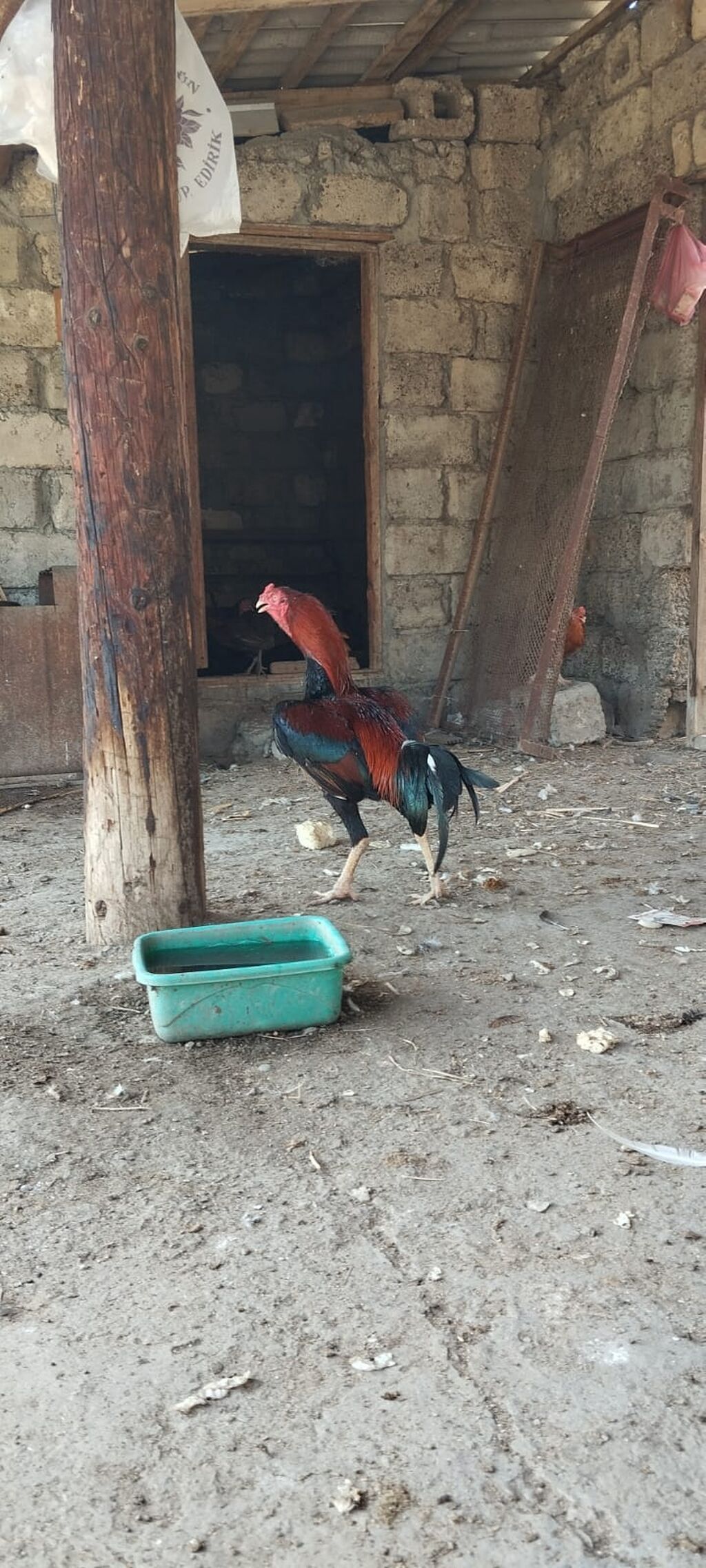 12 ayina kecib tam saglam aktib becedi .temiz qan temiz cins qapisine — Heyvanlar, Mingəçevir (7)