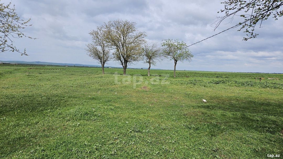 58 sot torpaq sahəsi, Cəlilabad r. — Torpaq, Cəlilabad (3)