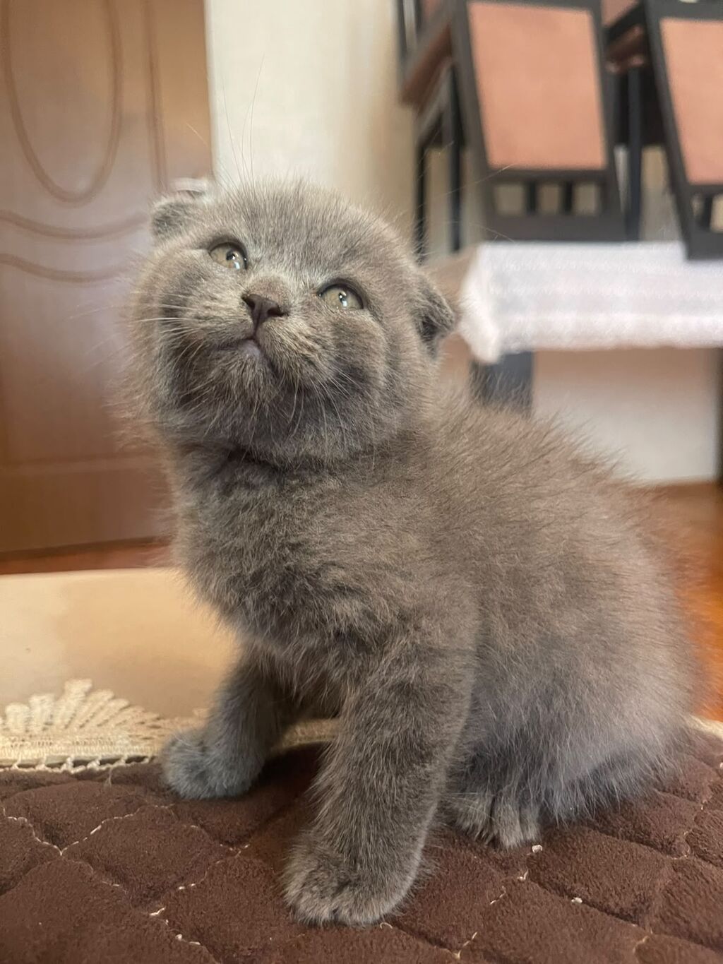 British / Scottish Fold pişikləri — 2-3 aylıq boz balanlar — Şotlandiyalı, Bakı (4)