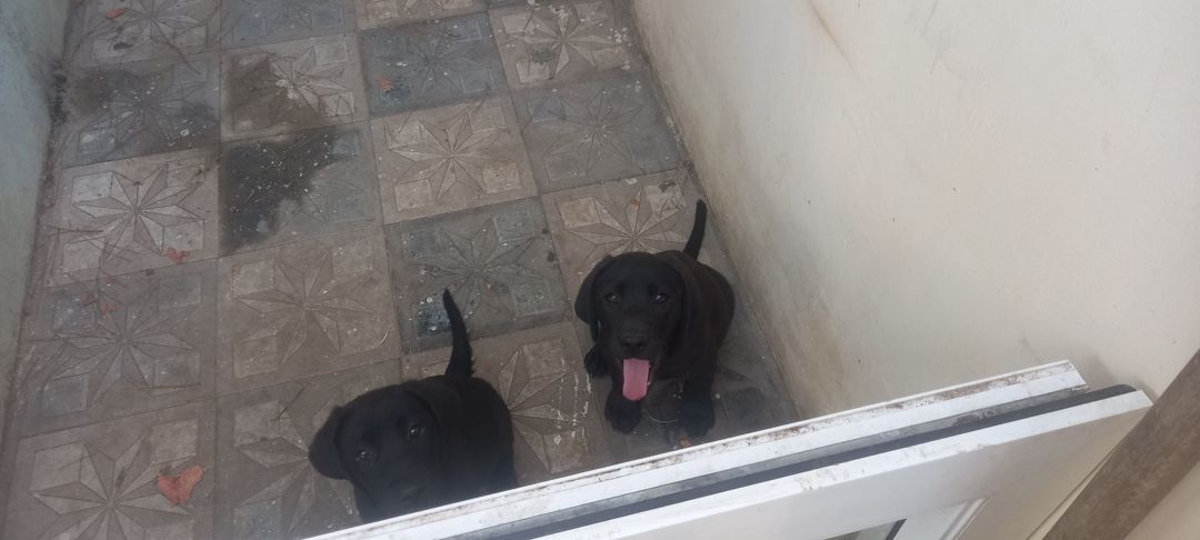 Labrador Retriver — Heyvanlar, Bakı (6)