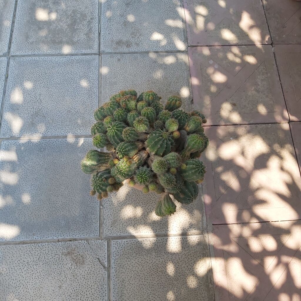 Çoxgövdəli saksı kaktusu – Echinopsis (ağ çiçəkli növlərdən) - Bitki — Mallar, Bakı (3)