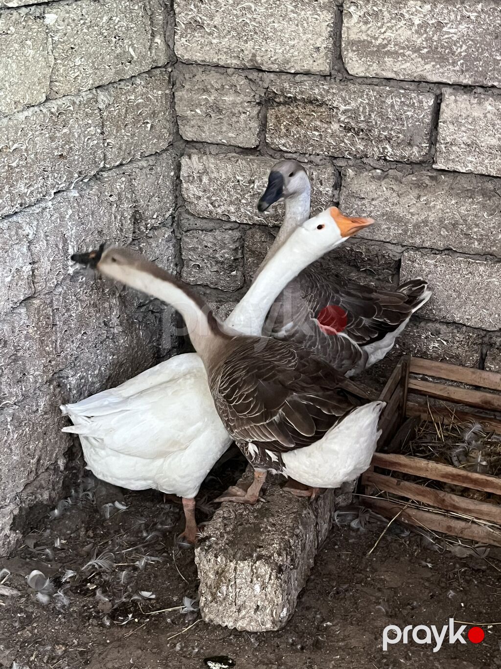 3 ədəd linda qazı satılır yumurtalıq və ətlik olarağ süper heyvanlardı — Heyvanlar, Digah (5)