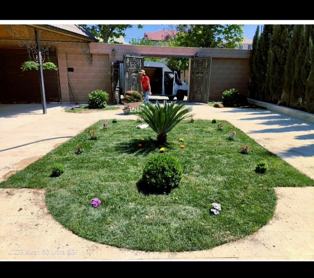 Qazon — Bitkilər, Bakı (6)