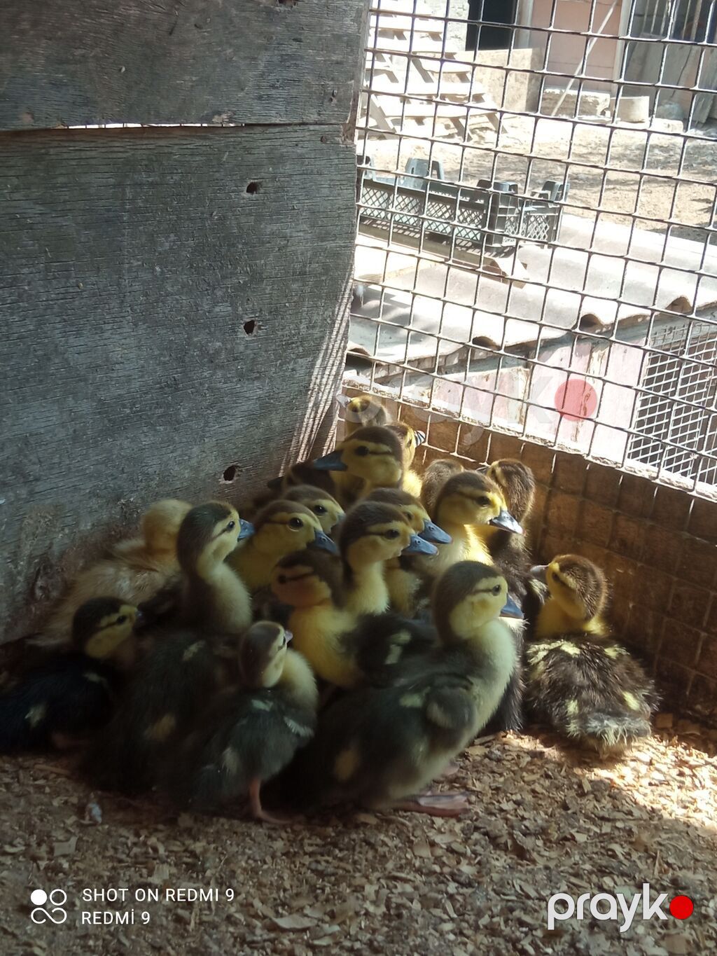 Lal ördək balaları satılır 15 günlük.Ünvan:Şüvəlan.İçərisində — Heyvanlar, Digah (2)