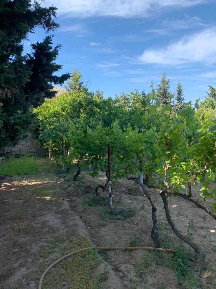 Satılır torpaq 12 sot — Torpaq, Bakı (12)
