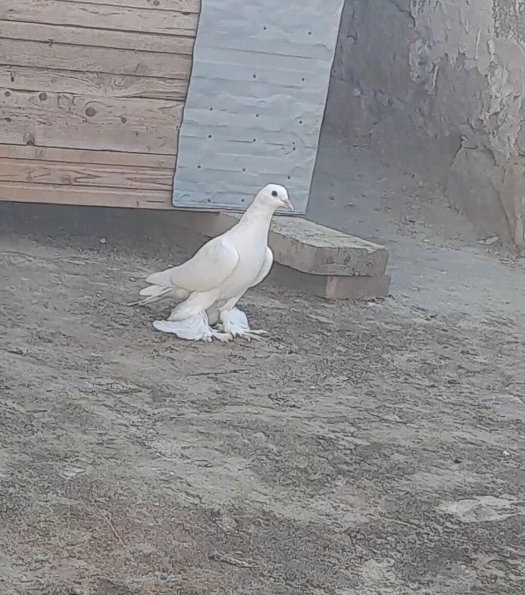 Leleyli orta 2 tuk goy quyrugdu war kimidi oynag tutulmadi qanadi — Quşlar, Bakı (2)