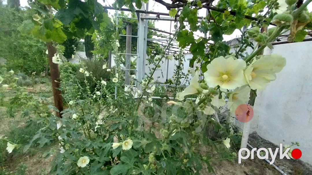 Satılır torpaq 24 sot — Torpaq, Bakı (4)