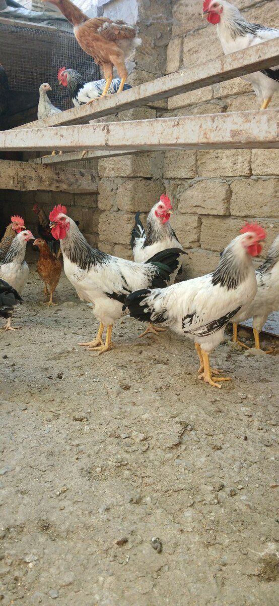 Xoruzlar — Quşlar, Sumqayıt (2)