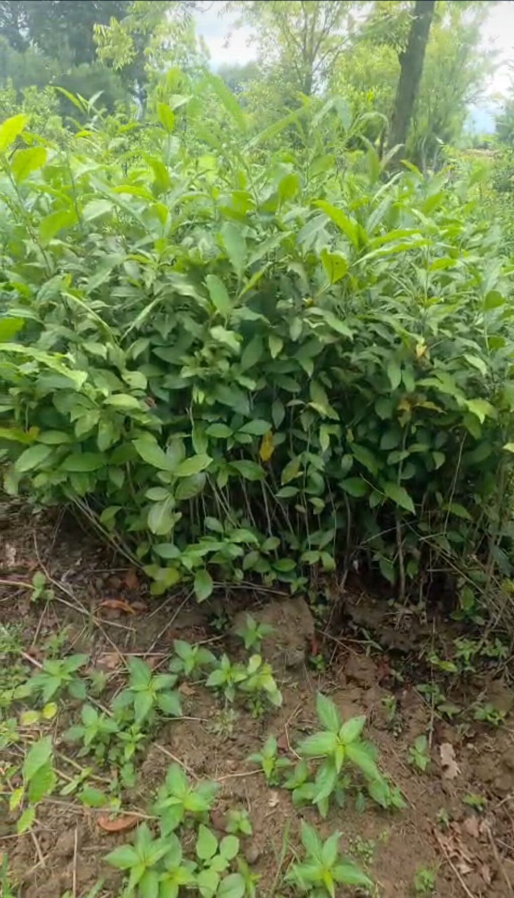 Çay kolları – Camellia sinensis fidanları - Növ: Camellia sinensis — Bitkilər, Lənkəran (2)