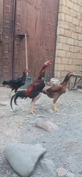 Toyuq, Damazlıq — Chickens and roosters