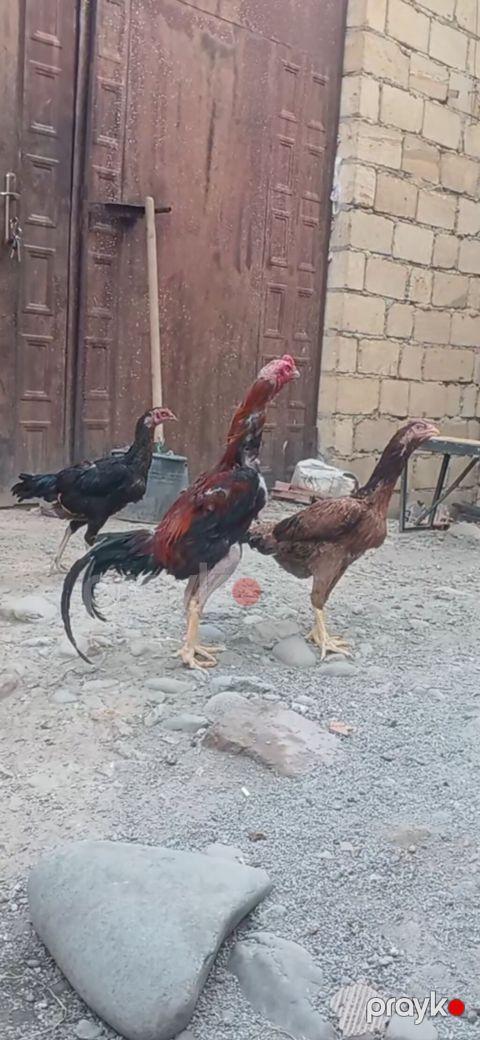 Toyuq, Damazlıq