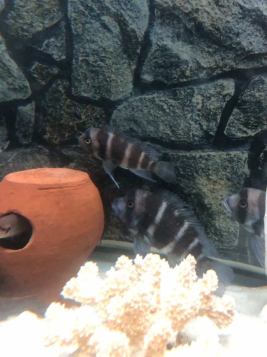 Akvarium və balıqlar — Akvariumlar və balıqlar, Bakı (8)