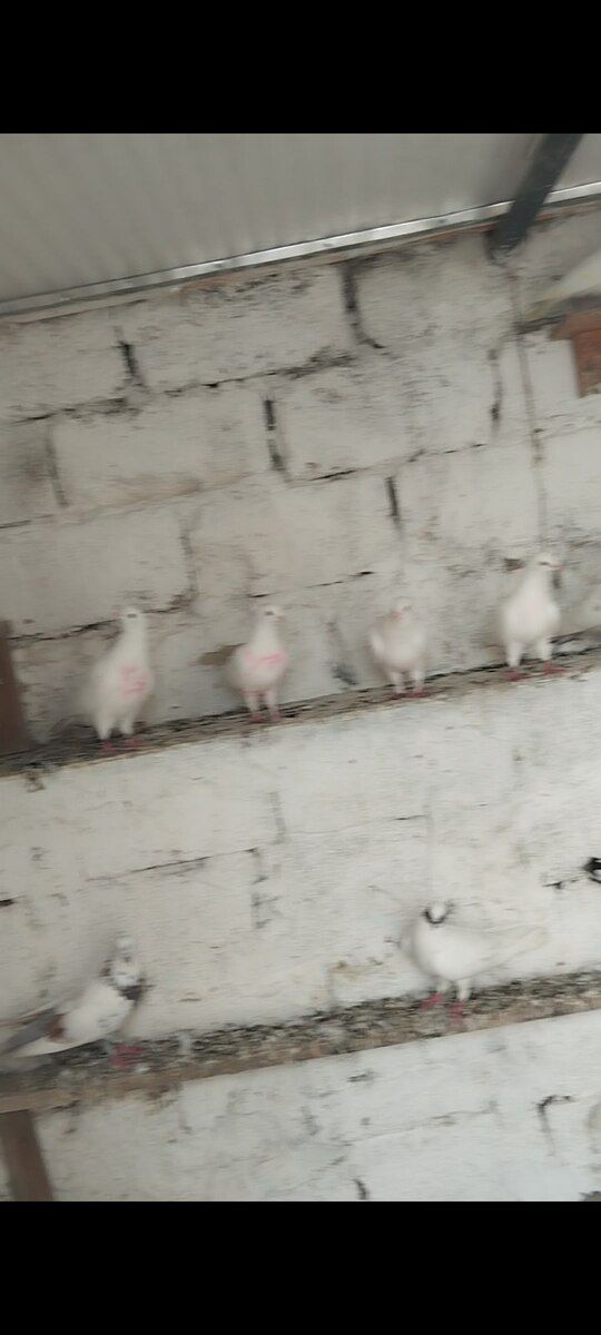 Göyərçinlər — Quşlar, Bakı (6)