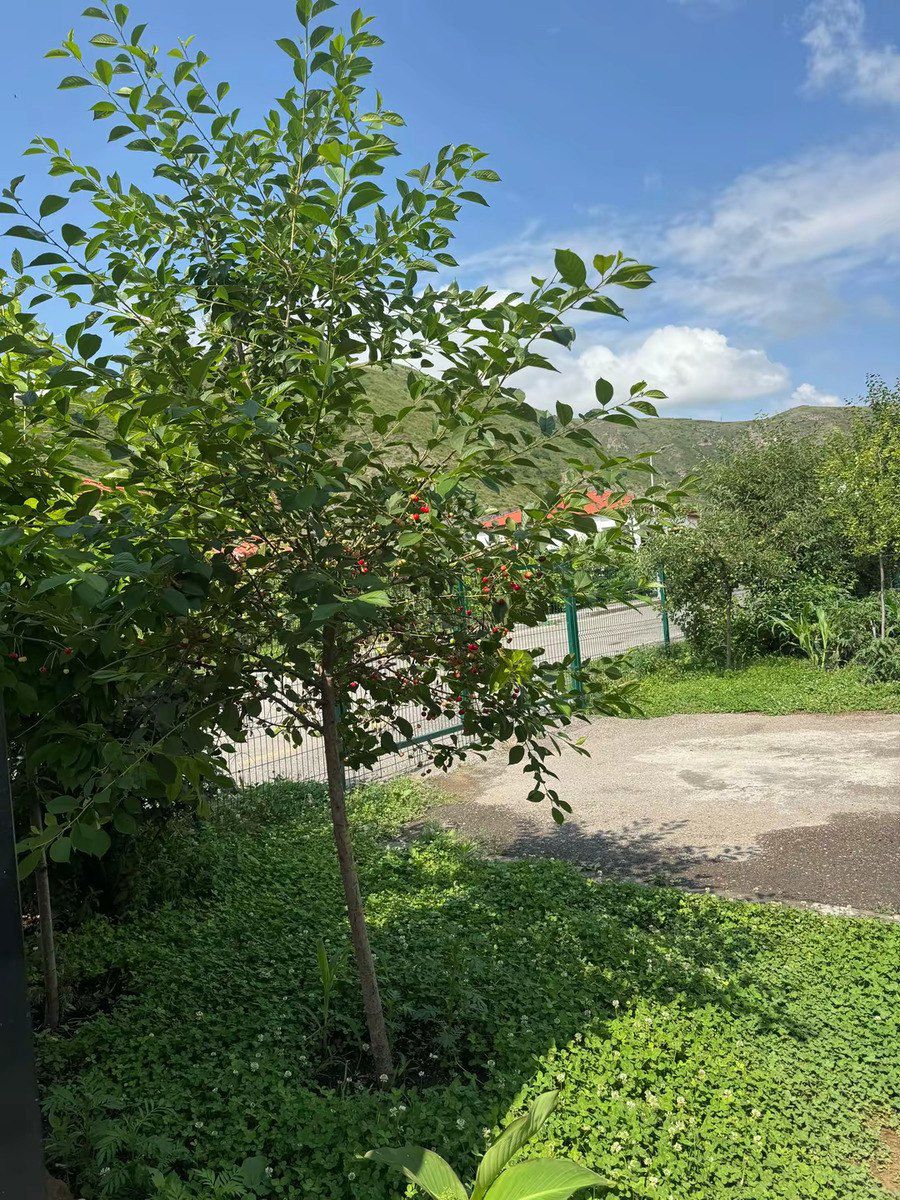 Həyət evi kirayə verilir, Laçın ş. — Daşınmaz əmlak, Laçın (3)