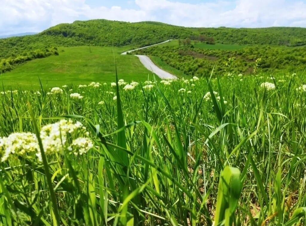 524 sot, Biznes üçün, Barter mümkündür, Kupça (Çıxarış) — Torpaq, Quba (3)