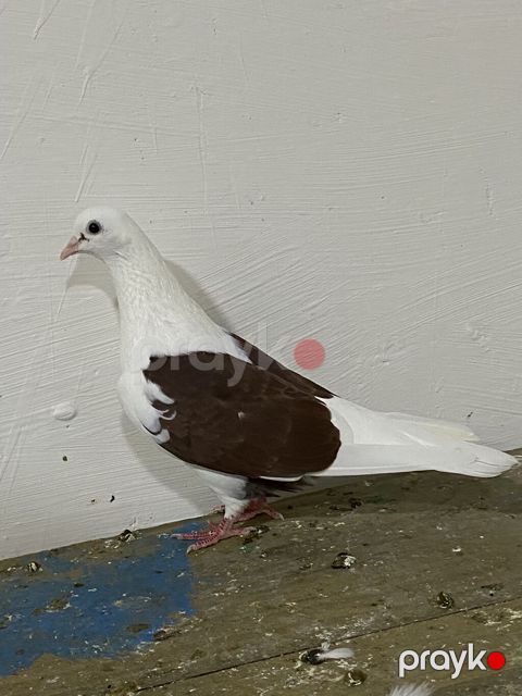 Qirmizi Çep Maya>>> Budu Qirmizi Tam sağlam uçuş olan