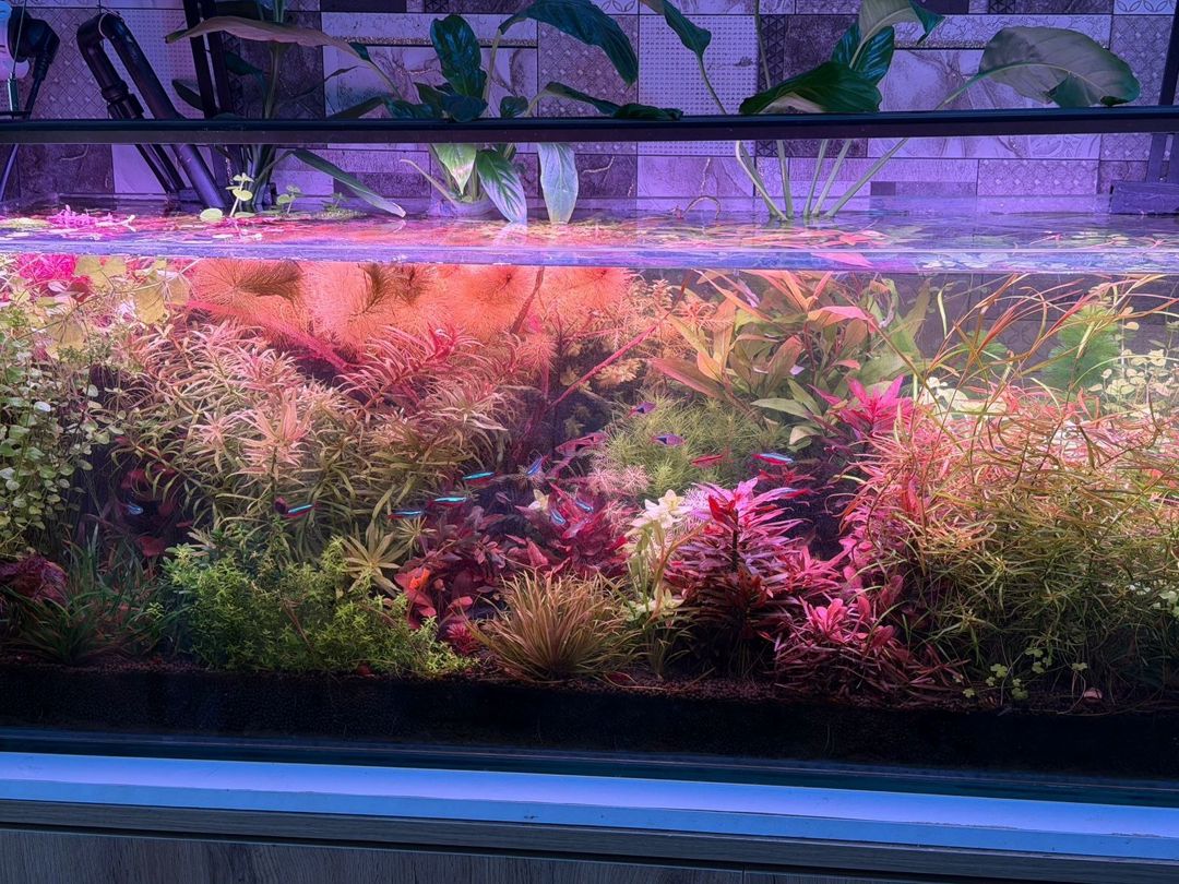 Akvarium bitkiləri — Akvariumlar və balıqlar, Bakı