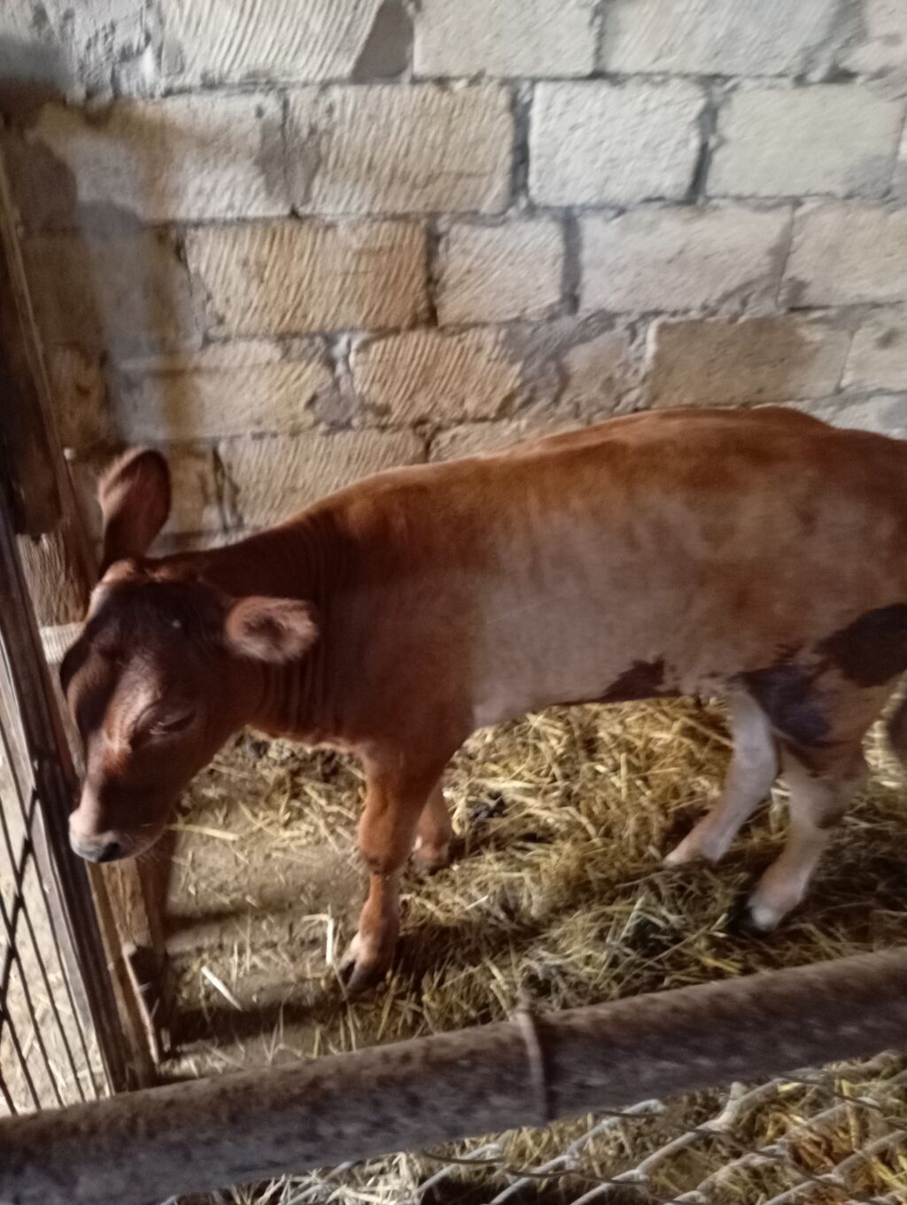 Qara rəngli süd inəyi 15-16 litr süd verir.yem yemir yesə daha çox süd — Heyvanlar, Salyan (10)