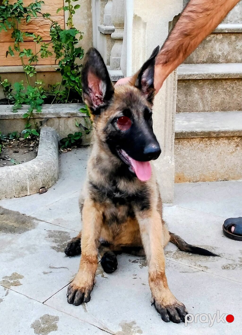 Belçika çoban iti, 3 ay, Erkək, Ünvandan götürmə — Heyvanlar, Digah (2)