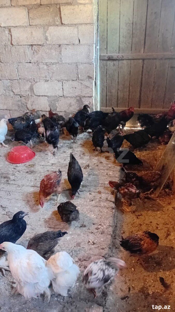 Kənd çolpaları — Quşlar, Sumqayıt (2)