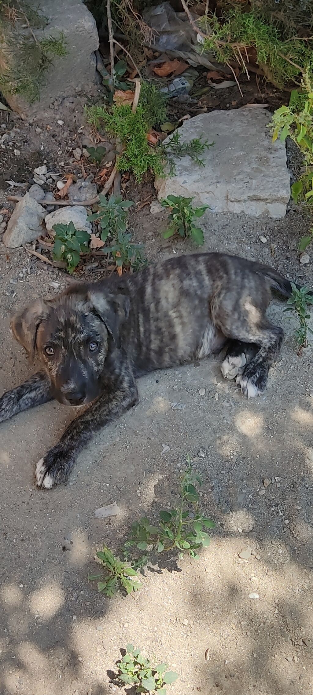 Alabay, 1 ay, Erkek — Qafqaz çoban köpəyi, Digah