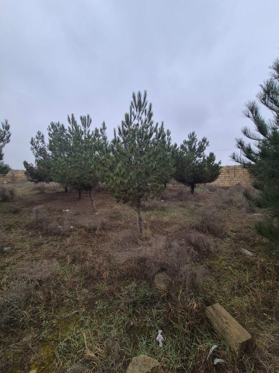 5.6 sot torpaq sahəsi, Masazır qəs. — Torpaq, Bakı (10)