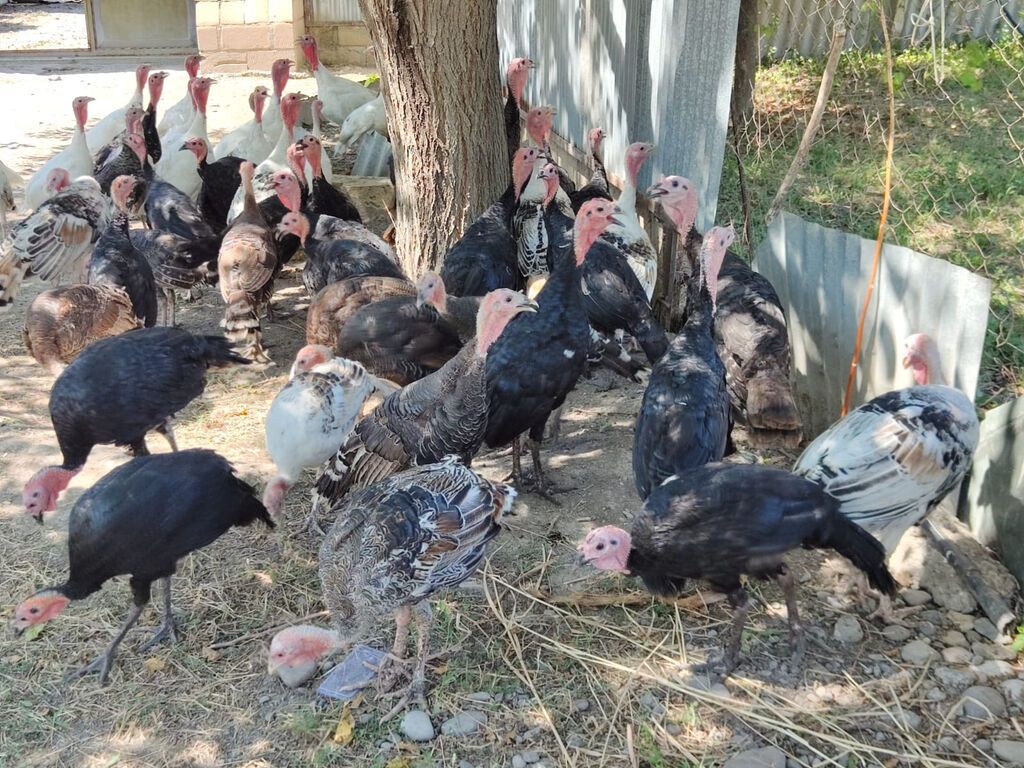 Erkək, Kanada, Ətlik, Ödənişli çatdırılma — Heyvanlar, Bərdə (5)