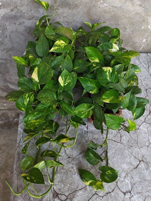 Epipremnum aureum “Golden Pothos” – sarı-yaşıl əlvan yarpaqlı, asma və — Digah