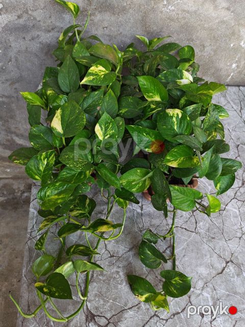 Epipremnum aureum “Golden Pothos” – sarı-yaşıl əlvan yarpaqlı, asma və