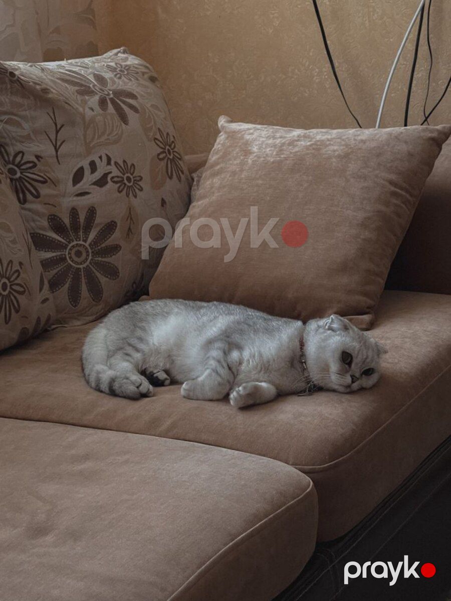 Şinşilla pişiyi — Pişiklər, Bakı (2)